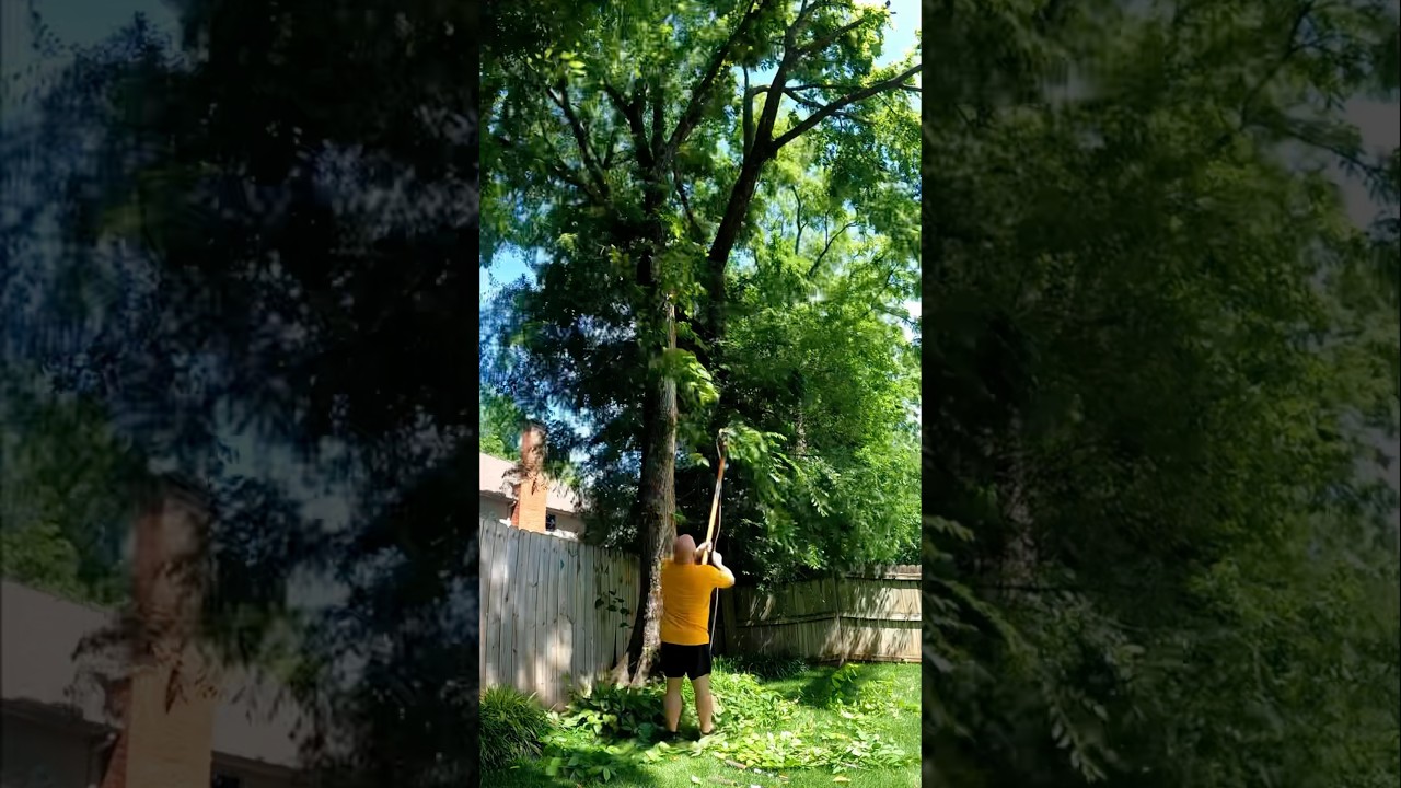 Tree Trimming Before and After #lawncare #howto #lawnmaintenance #trees #treework