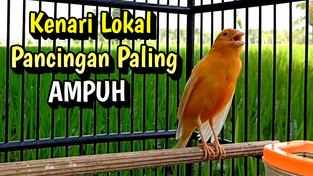 Kenari Lokal Gacor Memanggil Kenari Lain Untuk Pancingan Kenari Paud Agar Cepat Bunyi dan Gacor