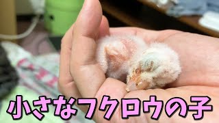 メンフクロウの雛がすくすく育っています【生後５日目】