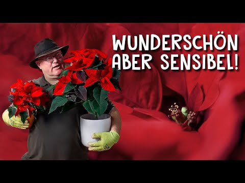 Video: Warum sind Weihnachtssterne Weihnachtsblumen?