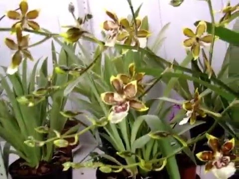 Video: Dendrobium, Wanda, Miltonia, Cymbidum, Osnove Držanja Orhidej V Stanovanju - 2