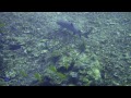 Malaysia islands of Mabul, Kapalai, Sipadan, Perenthian underwater (Sony DSC-TX7 with case MPK-THJ)