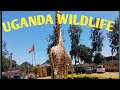 UGANDA WILDLIFE ||My trip to Entebbe Zoo ||2019 BeckyAllans