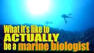 What it's like to ACTUALLY be a marine biologist | SciAll.org