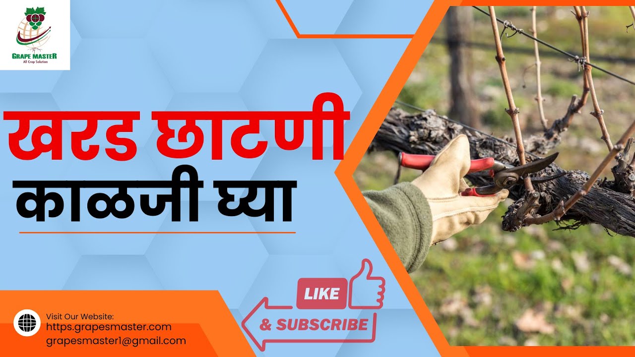 Grape Master द्राक्षसेवा -खरड छाटणी – काळजी घ्या