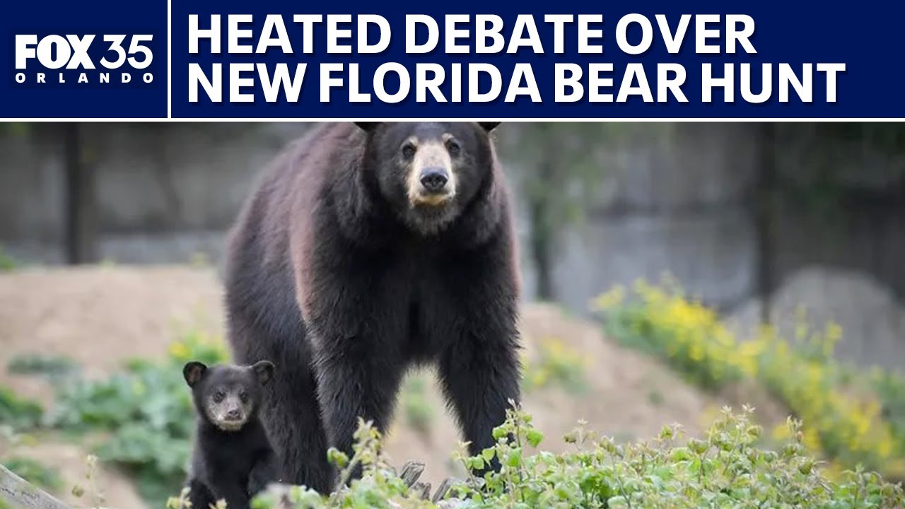 Debate Over Proposed Florida Bear Hunt Plays Out At FWC Meeting YouTube debate-over-proposed-florida-bear-hunt-plays-out-at-fwc-meeting-youtube