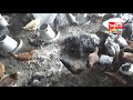 #Plymouth Rock chicken #Farming in Pakistan || Desi Murgi Poultry Farm || #Australorp
