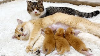 Happy moment of the cat family |The mother cat will have an extra friend to take care of the kittens
