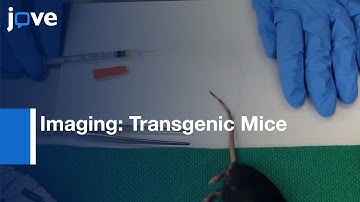Brain Pericyte Calcium & Hemodynamic Imaging in Transgenic Mice | Protocol Preview