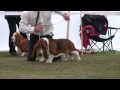 Best in Show competition The Basset Hound  Club CC Show 2011