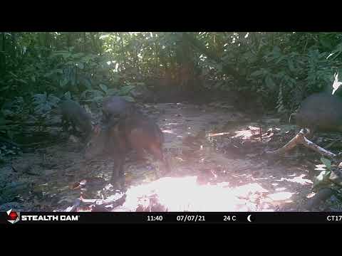 #CameraTrap: Collared Peccary spotted in FBC's reserve