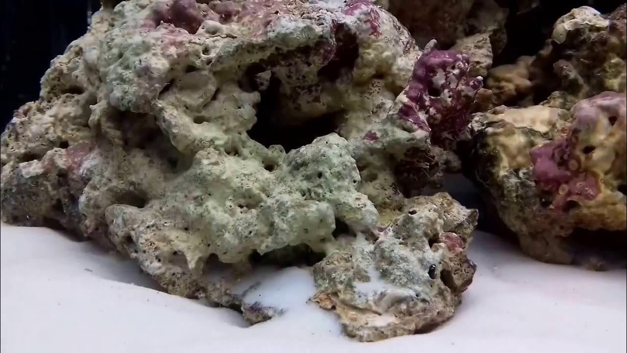Морские живые камни. Живые камни для морского аквариума. Рифовый камень. Сухой рифовый камень. Живой рифовый камень.