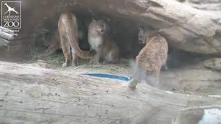 CMZoo's Three Mountain Lions Move In Together