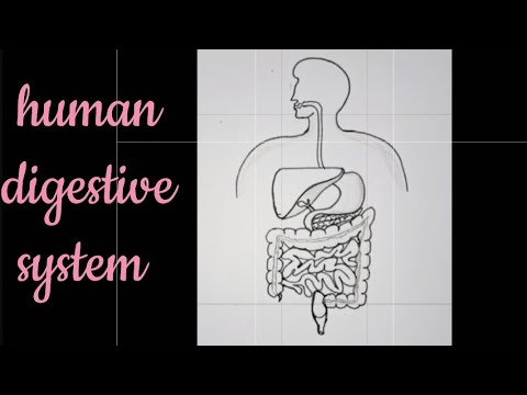How to draw human digestive system easily/ Human digestive system easy ...