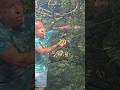 Alder Buckthorn Berry Bearing Alder Frangula Alnus Nativetrees Reforestation Nature Explore Alder Buckthorn Berry Bearing Alder Frangula Alnus Nativetrees Reforestation Nature Explore