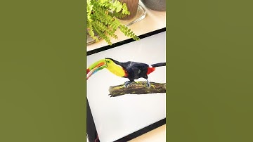 Drawing a Toucan with Watercolor Studio for #procreate #procreateart #digitaldrawing #drawing