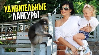 Арендовали убитую тачку и поехали кормить Лангуров. Огромные медузы в Хуахине. Арендовали убитую тачку и поехали кормить Лангуров. Огромные медузы в Хуахине.
