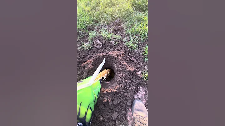 Best Way To Bait In Hogs! Works Every time #bait #tricks #feeder #hogs