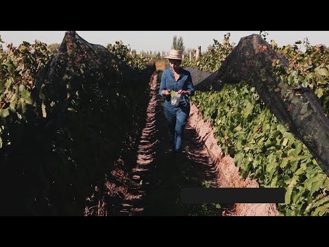 Video: ¿Se lavan las uvas antes de la vinificación?