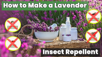 These DIY Hack with LAVENDER Make a Bug-Free Environment - How to Make a Lavender Insect Repellent