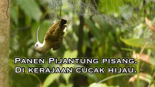 SENSASI MIKAT BURCIL Eps.3, PAKAI JARING NET PANEN PIJANTUNG & KETEMU KERAJAAN CAK IJO.