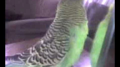 My bird is tying to talk!