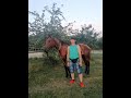 Обучение лошади. Наказания. Horse training.