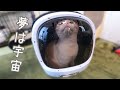 いつか猫類初の月面到達を夢見る子猫のNewキャリーバッグ！【スコティッシュフォールド】