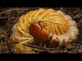 Разведение кольчатой сколопендры (Scolopendra cingulata)