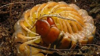 Разведение кольчатой сколопендры (Scolopendra cingulata)