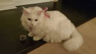 Cutie Belle and Her Harness by Mighty Funny Cats 95 views 1 year ago 1 minute, 10 seconds