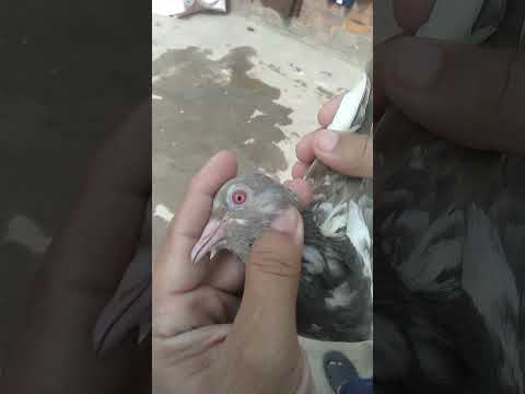 Red Bull Pigeon Lovemusic 