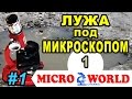 Вода из лужи под микроскопом &quot;АНАЛИТ&quot; MICRO WORLD #1