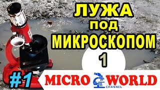 Вода из лужи под микроскопом &quot;АНАЛИТ&quot; MICRO WORLD #1