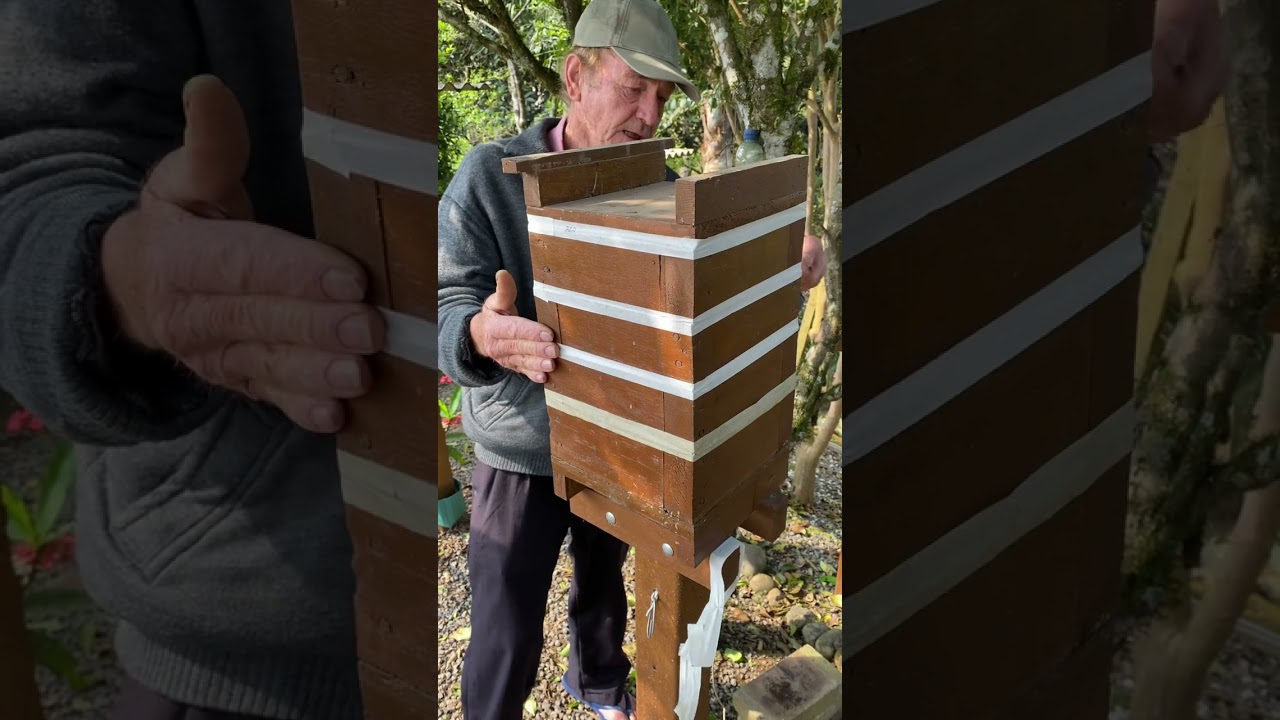 Abelha mandaçaia - como fazer a reprodução