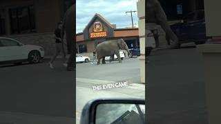 When You Randomly See An Elephant On A Usa Road 😂