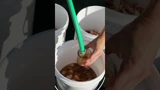 How to plant garlic