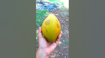 Coconut Reverse Video/ Fun Backward video #reverse #backwards #fun