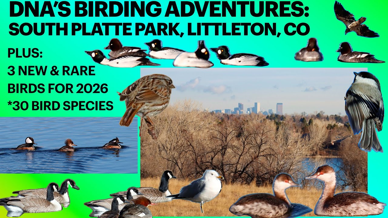 South Platte Birding, 3 RARE Birds, & Spring Behaviors @ South Platte Park & Chatfield Reservoir 
