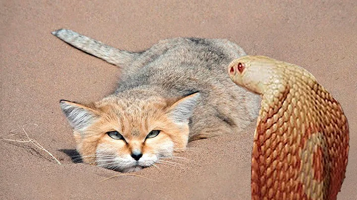 一生把血当水喝，把毒蛇当食物吃的猫！这猫是撒哈拉沙漠的霸主！ - 天天要闻