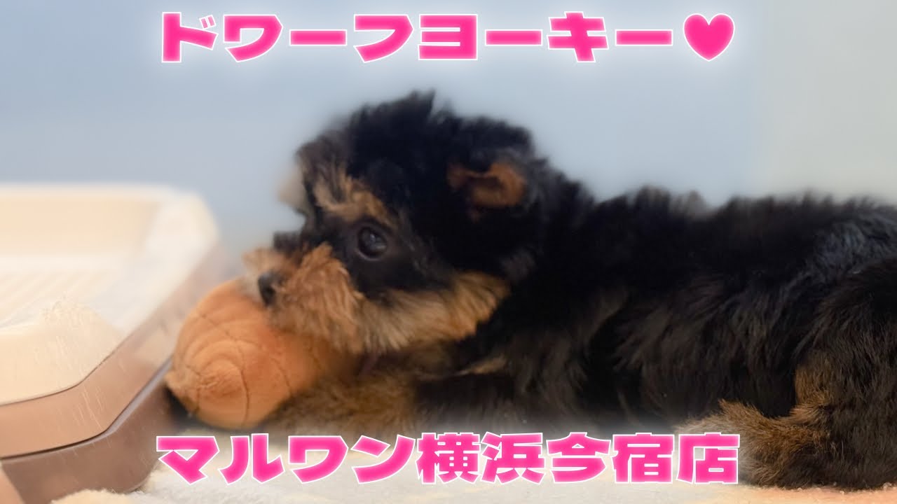 ヨークシャーテリア 】ドワーフボディが愛らしいフレンドリーな