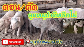 ตัด/ตอน ลูกหมูป่าดีหรือไม่ #หมูป่าท่งนาฟาร์ม