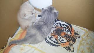 Милые котята учатся ходить. 3 недели. Милые котята учатся ходить. 3 недели.