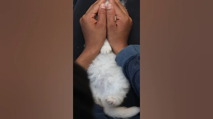 Video 11790221: persian cat kitten, home pets, kitty