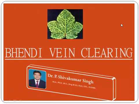 Yellow vein mosaic of bendi / vein clearing of bhendi / Plant Virus Disease  Dr P Shivakumar Singh