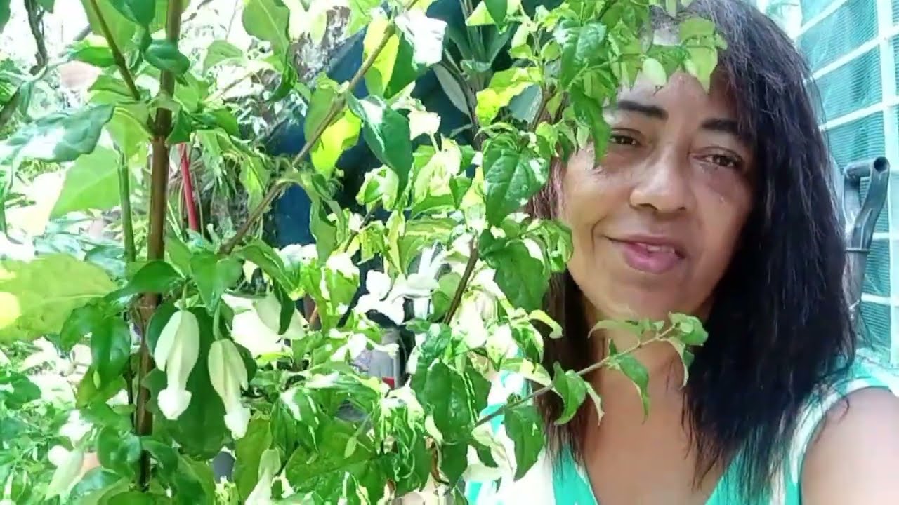 Fazendo replantes das plantas  que  comprei e ganhei 🌺🌺