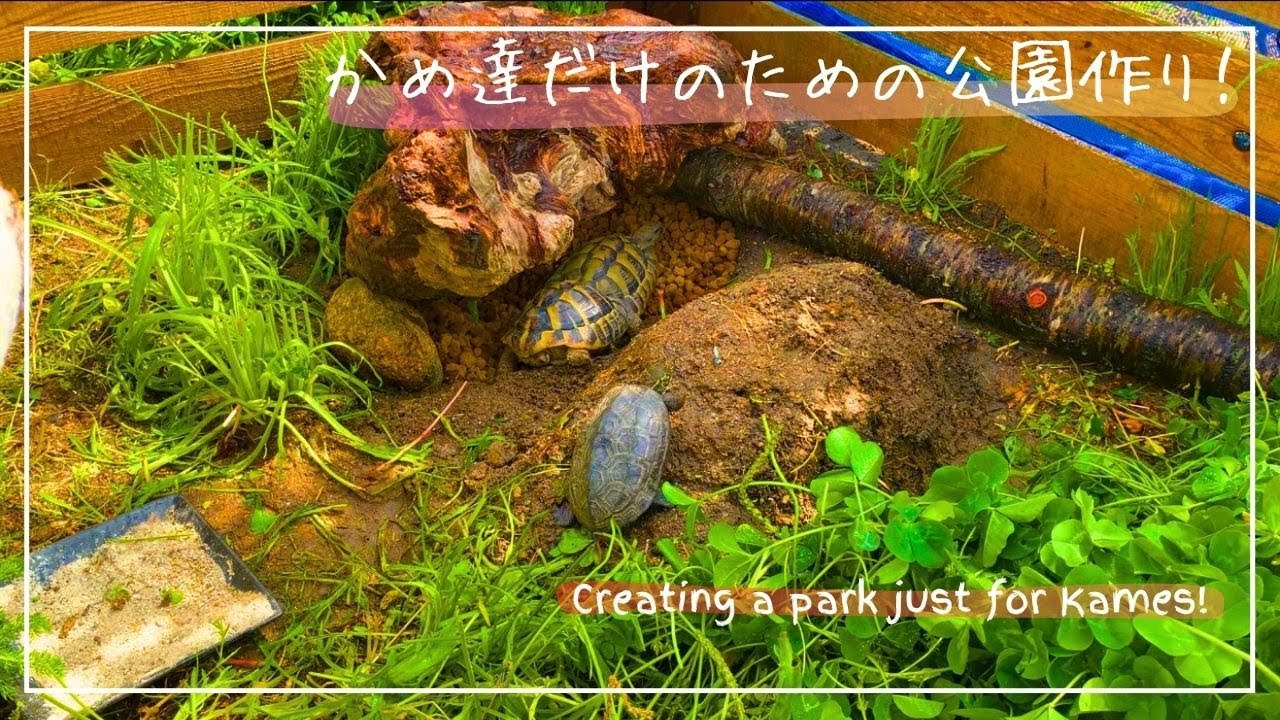 [vlog]元気を育てる、亀のための公園完成！！