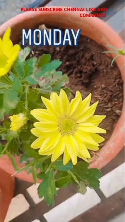 💞good morning friends ♥️🥱 | good morning status | morning status | #goodmorning | 🌹#love