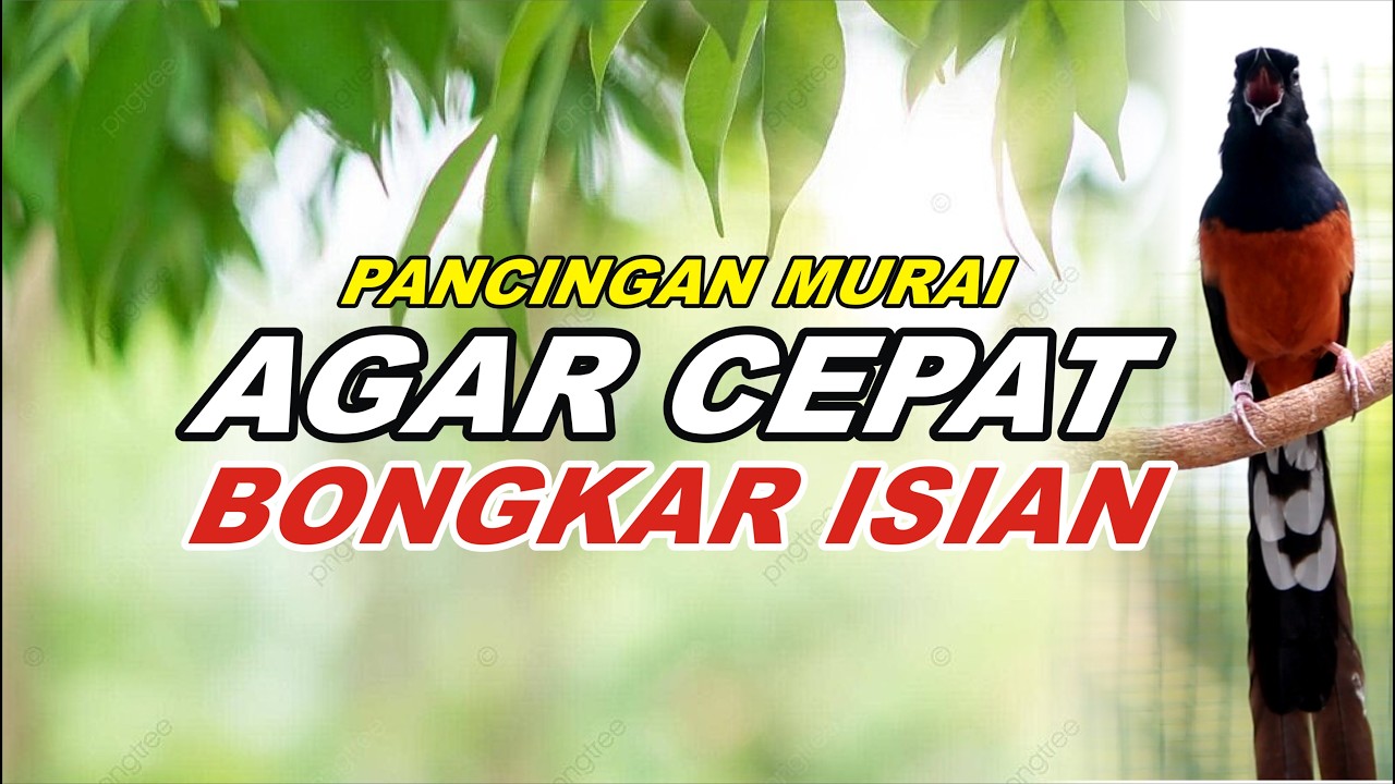 Pancingan Murai Batu Bongkar Isian Tembakan Kasar bikin Murai apapun nyaut