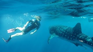 Swimming With A Whale Shark!